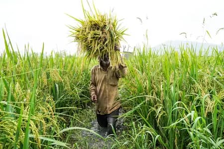 Farmers Gain as Rabi Procurement Climbs to 3,921 Lakh Tonnes